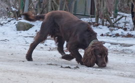 hund av rasen cockerspaniel nosar på snöbelagd asfalt